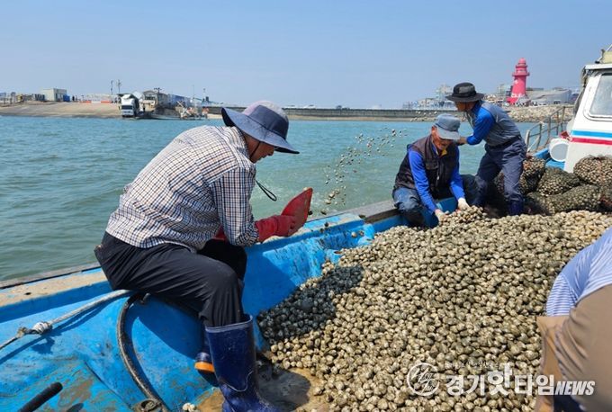 시흥시 오이도 갯벌에 패류(동죽) 살포, 수산자원 회복 및 어촌 활성화