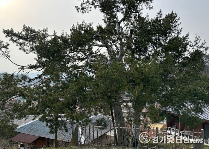 이천시, 천연기념물 수목의 미래를 지킨다!…후계목 육성