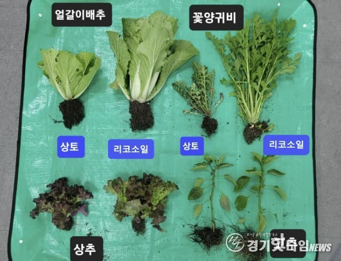 ‘리코소일’ 활용 수확물 비교