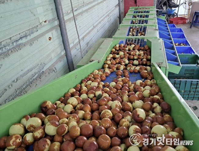 포천시, 대추 재배기술교육 실시…재배 안정성 및 농가 소득 향상 기대