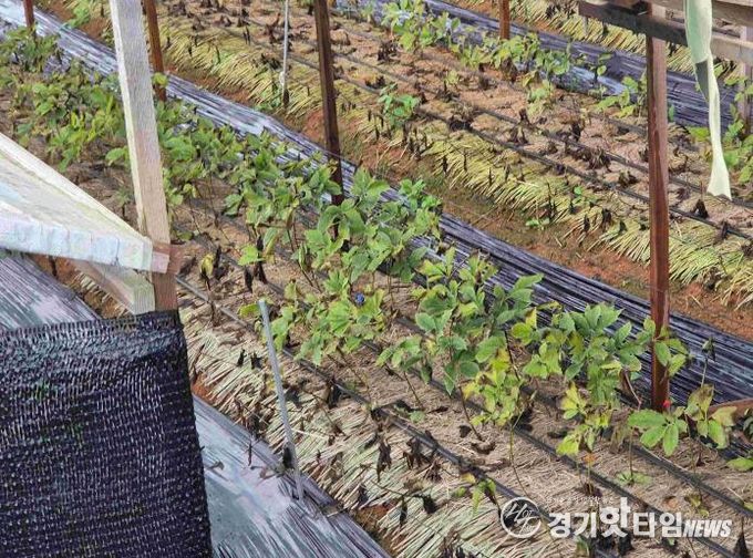 안성시, 농업시설 폭설·한파 사전대비 및 현장점검 실시