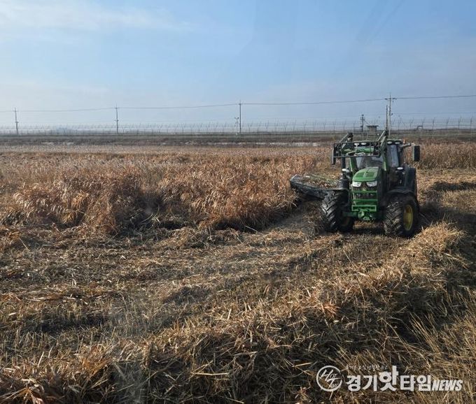 한강하구 자생 갈대 수거