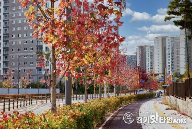 곡선로에 있는 미국풍나무 가로수 단풍 전경