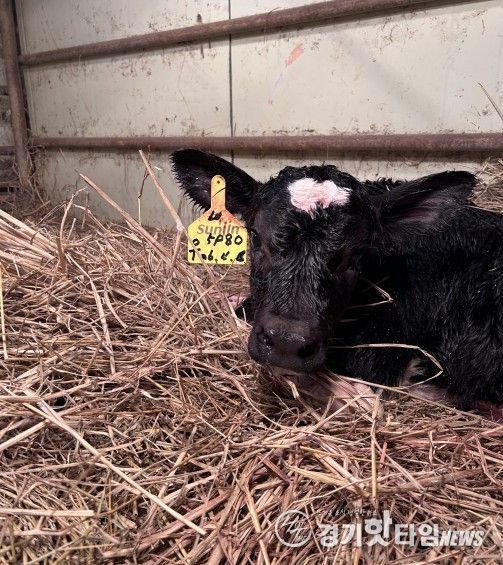 송아지 출산