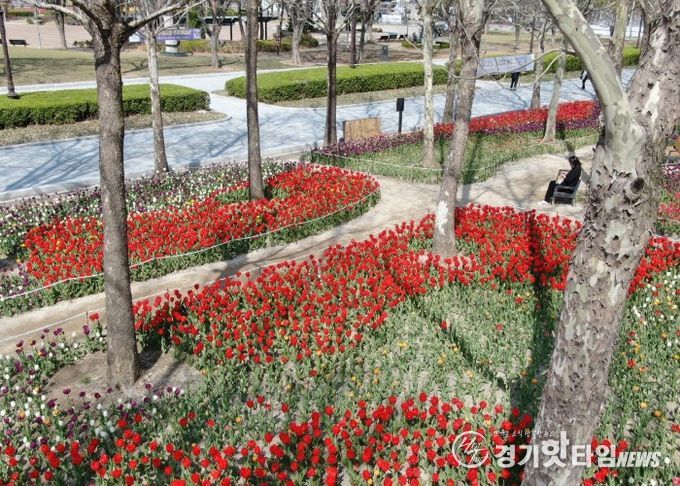 평촌중앙공원 새단장…포장 정비 마치고 봄꽃 ‘활짝’